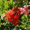 Les Geraniums photo 8