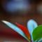 Lilys Garden Resort