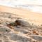 Hilton Pool Pass Included, Kolea - Luxe Penthouse, Walk to Beach - وايكولوا