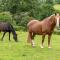 Welsh Marches at Upper Glyn Farm