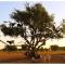 Goats on Argan Trees Experience in Agadir - 阿加迪尔