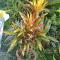 Location Hibiscus