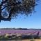 04B3 Beautiful T3 in the heart of lavender - pool - Brunet