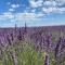 04B3 Beautiful T3 in the heart of lavender - pool - Brunet