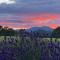 Spacious cottage - walk to Crieff - Crieff