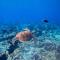 Blue Coral Thoddoo - Thoddoo
