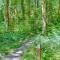 Fir Tree Getaway - Rhododendron