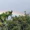 Nandanas Residency Munnar