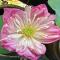 Choengmon Residence