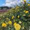 B&B Il Gelso Country House