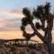 Sundrop Cowboy Pool, Hot Tub & Views! - Joshua Tree