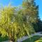 Sous le saule