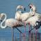 Flamingos Bay