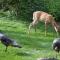 Windborne Bed & Breakfast