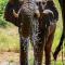 Sable Creek Safari Lodge