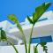 Narciso Thassos Luxury Suites