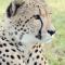 Emdoneni Lodge with Zululand Cat Conservation Project - 赫卢赫卢韦 Emdoneni Lodge with Zululand Cat Conservation Project - 赫卢赫卢韦