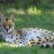 Emdoneni Lodge with Zululand Cat Conservation Project - 赫卢赫卢韦 Emdoneni Lodge with Zululand Cat Conservation Project - 赫卢赫卢韦