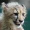 Emdoneni Lodge with Zululand Cat Conservation Project - 赫卢赫卢韦 Emdoneni Lodge with Zululand Cat Conservation Project - 赫卢赫卢韦