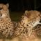 Emdoneni Lodge with Zululand Cat Conservation Project - 赫卢赫卢韦 Emdoneni Lodge with Zululand Cat Conservation Project - 赫卢赫卢韦
