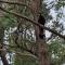 Couples Accessible Cabin, Zarina Country Cabins, 6