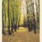 Bosque de Sol cabaña 4