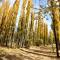 Bosque de Sol cabaña 1