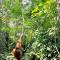 Gino's Place - Guest House & Jungle Trekking - 武吉拉旺