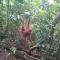 Jungle treking & Jungle Tour if you want to stay here,you must book treking only with us - Bukit Lawang