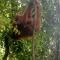 Jungle treking & Jungle Tour if you want to stay here,you must book treking only with us - Bukit Lawang