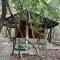 Akein Jungle Resort - Sigiriya - 锡吉里亚
