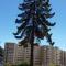 Algarrobo Apartment
