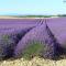 Provence, Studio vue lac, Parc Spirou, Wave Island, Avignon - Monteux