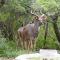 Elephant Memories Glamping Safari Tents and more