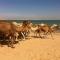 Hotel Sahel