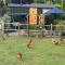 Forest View Shepherd Hut - Ewhurst