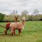 Romantic luxury tiny home in an idyllic setting - Glenquarry