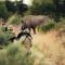 Okonjima Luxury Bush Camp