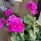 Chalet MELBA Le Clos des Ours - Matemale