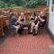 Hideaway Apartment nr. Zipworld