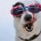 2B at Swansea cosy cottage, outdoor pet friendly