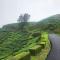 Ibex Resorts, Valparai Mistly - 瓦尔帕莱