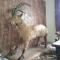 GOLDEN IBEX ReSOrT SKARDU - Skardu