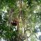 Sawah Resto Bungalow & Jungle Trekking - 武吉拉旺