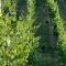 Beautiful vineyard stay