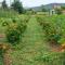 OZ - Obecana Zemlja Permaculture Homestead - Blagaj