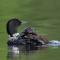 UpNorthGetaway with HotTub Pool Trails Lakes Nature ATV - Eyedylwild Beach