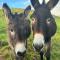 Saddleview Farm, Galway - 威廉斯敦