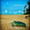 Turtle Paradise