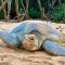 Turtle Paradise - Tangalle